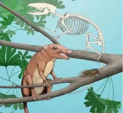 袋鼠育儿袋怎么进化来的,澳洲生物有育儿袋