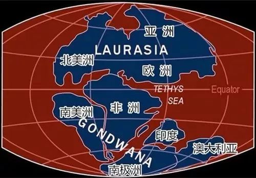 袋鼠育儿袋怎么进化来的,澳洲生物有育儿袋