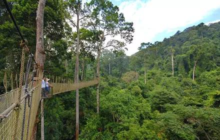 植物界中的世界之最,植物界的吉尼斯阅读题