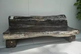 植物界中的世界之最,植物界的吉尼斯阅读题