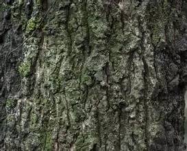 植物界中的世界之最,植物界的吉尼斯阅读题