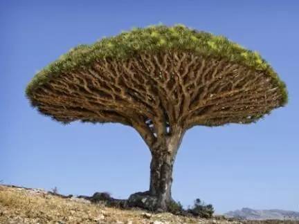 植物界中的世界之最,植物界的吉尼斯阅读题