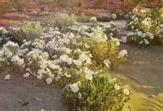 植物界中的世界之最,植物界的吉尼斯阅读题