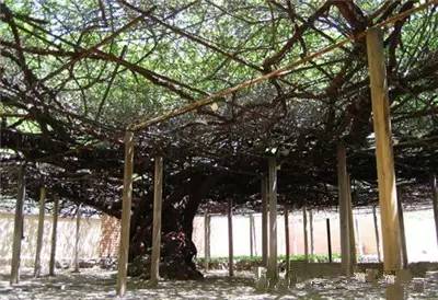 植物界中的世界之最,植物界的吉尼斯阅读题