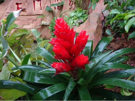 植物界中的世界之最,植物界的吉尼斯阅读题