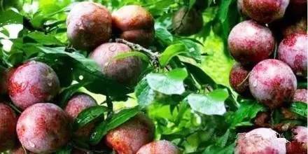 植物界中的世界之最,植物界的吉尼斯阅读题