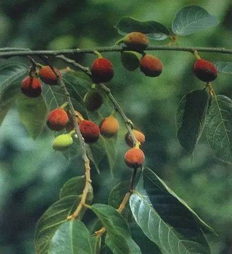 植物界中的世界之最,植物界的吉尼斯阅读题