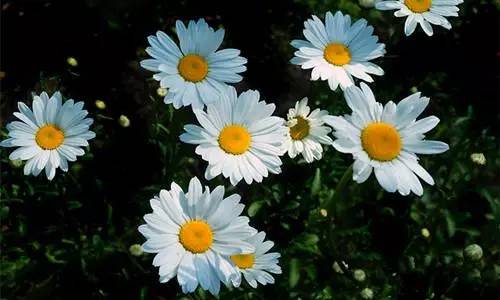 植物界中的世界之最,植物界的吉尼斯阅读题