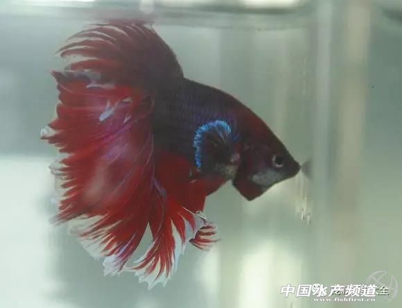 养鱼如何治鱼病,养鱼烂鳃怎么治