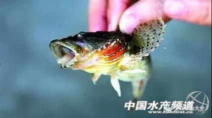 养鱼如何治鱼病,养鱼烂鳃怎么治