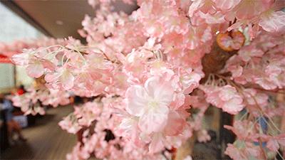 开一家火一家的抹茶店,店长竟是只兔子!今天起,招牌冰淇淋限时3折啦!