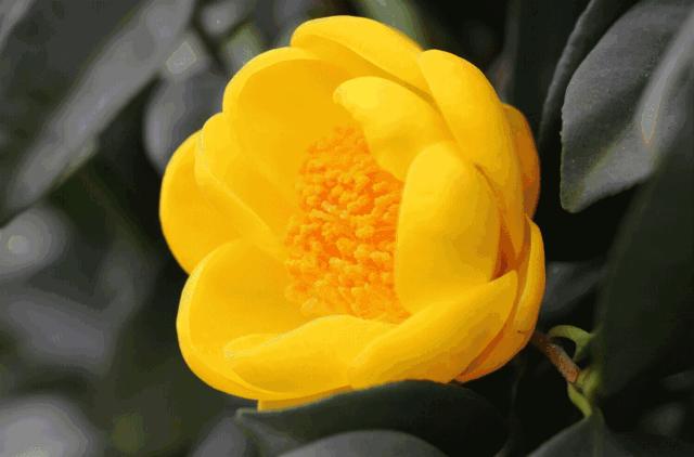 南宁哪里有摘火龙果的地方,南宁周边哪里有火龙果摘