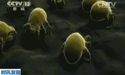 最全最有效去除家里的螨虫方法,家里螨虫怎样能彻底清除