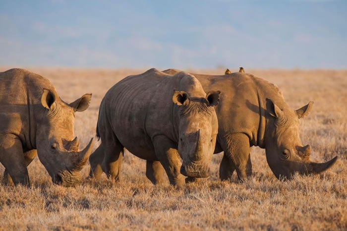 中国开放犀牛角与老虎骨合法入药