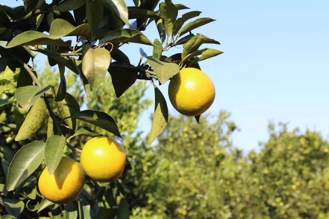 南宁哪里有摘火龙果的地方,南宁周边哪里有火龙果摘