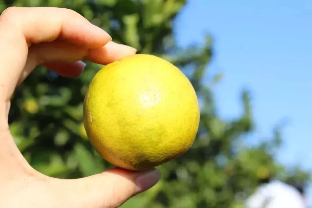 南宁哪里有摘火龙果的地方,南宁周边哪里有火龙果摘