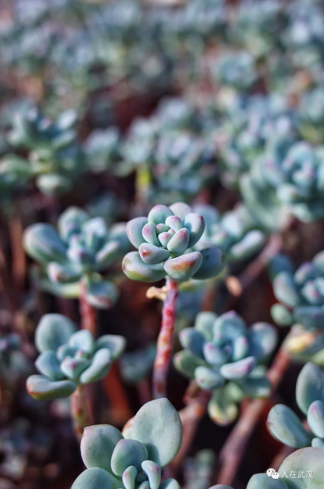 花市买10元3盆多肉,武汉多肉花卉便宜