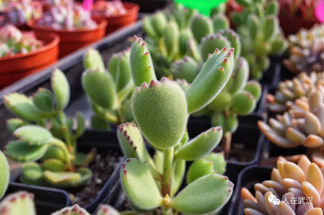 花市买10元3盆多肉,武汉多肉花卉便宜
