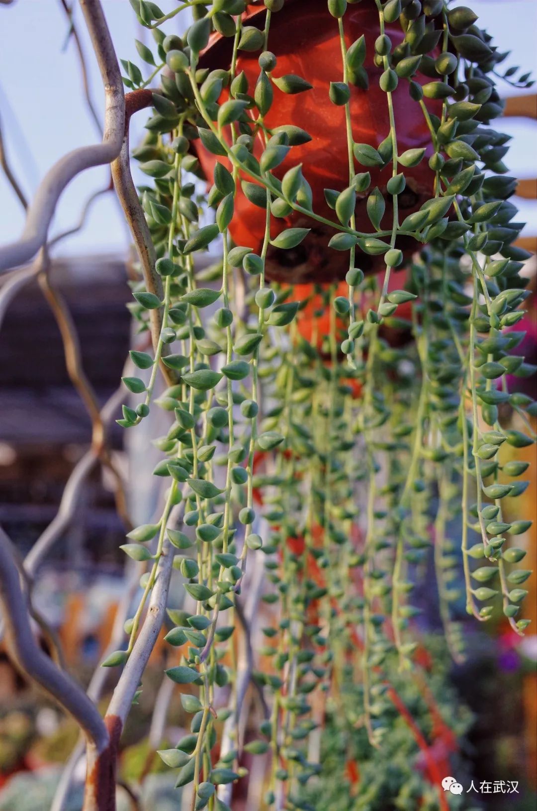 花市买10元3盆多肉,武汉多肉花卉便宜