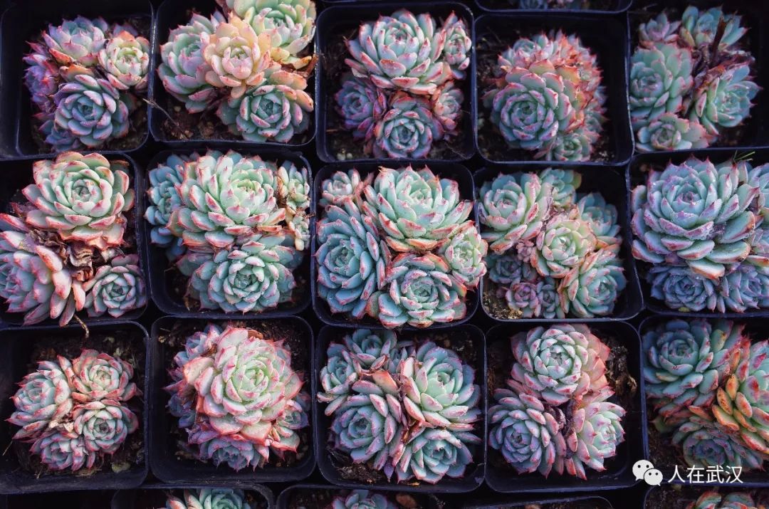 花市买10元3盆多肉,武汉多肉花卉便宜