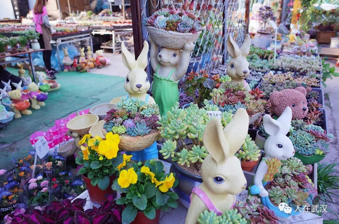 花市买10元3盆多肉,武汉多肉花卉便宜