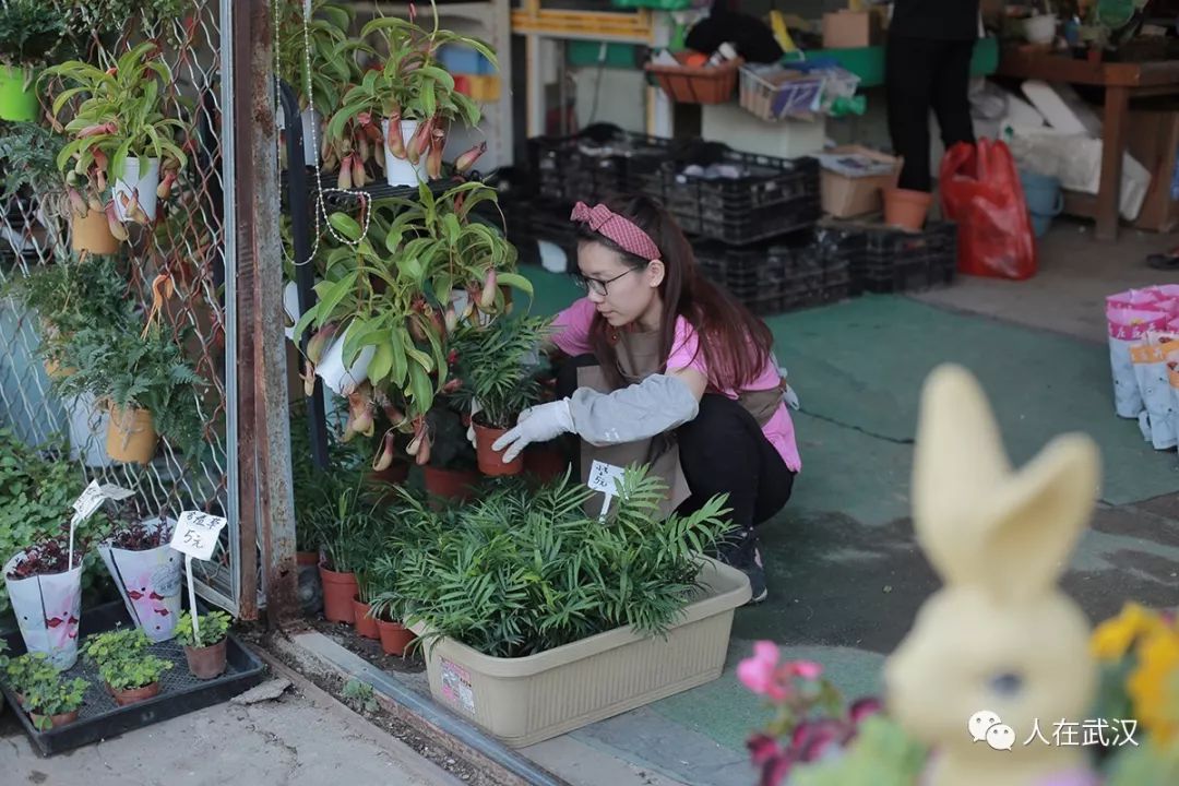 花市买10元3盆多肉,武汉多肉花卉便宜