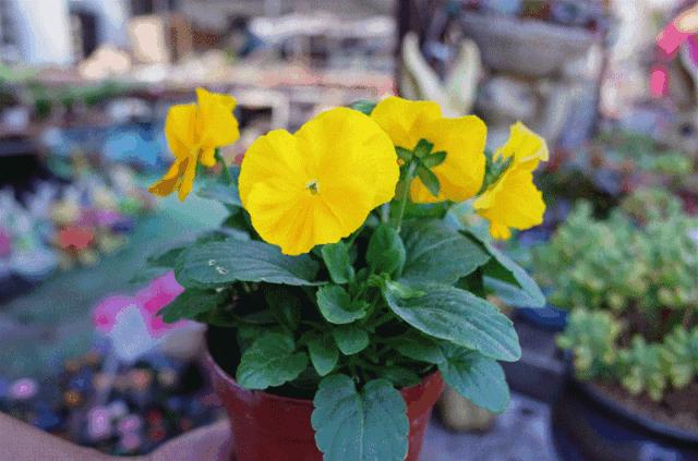 花市买10元3盆多肉,武汉多肉花卉便宜