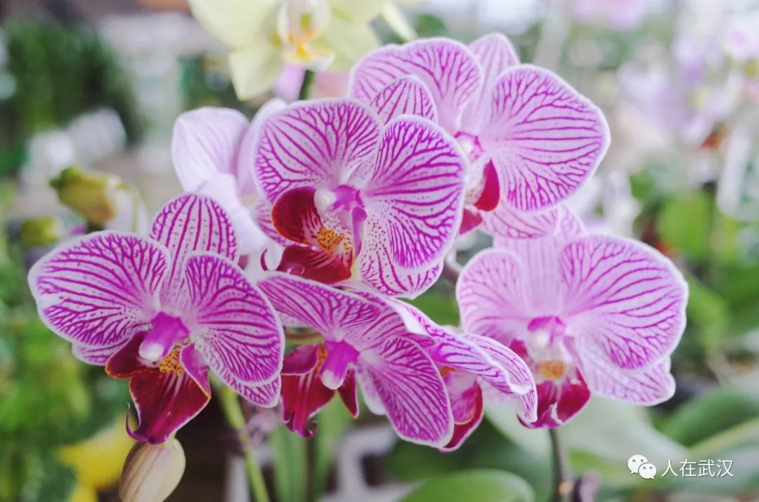 花市买10元3盆多肉,武汉多肉花卉便宜