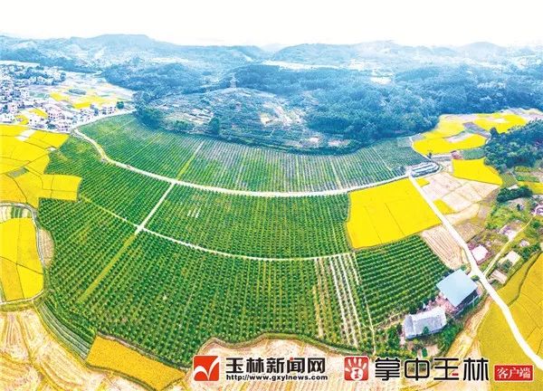 下午茶新闻,新闻下午茶过年