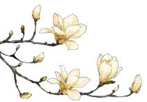 一个外地人眼中的蚌埠,明光魅力