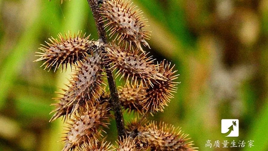 用它泡脚满头黑发还能抗衰老,延缓衰老睡前泡脚