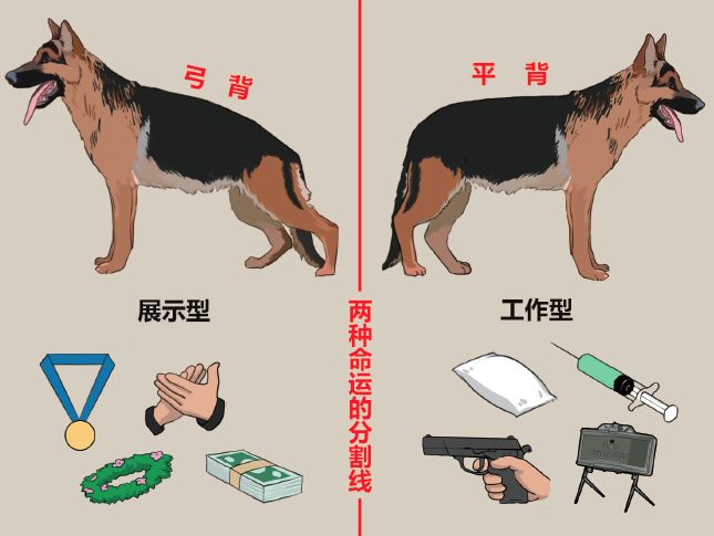 最忠实的军犬有哪些,哪些比较忠诚的军犬