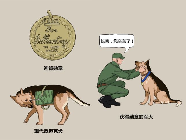 最忠实的军犬有哪些,哪些比较忠诚的军犬