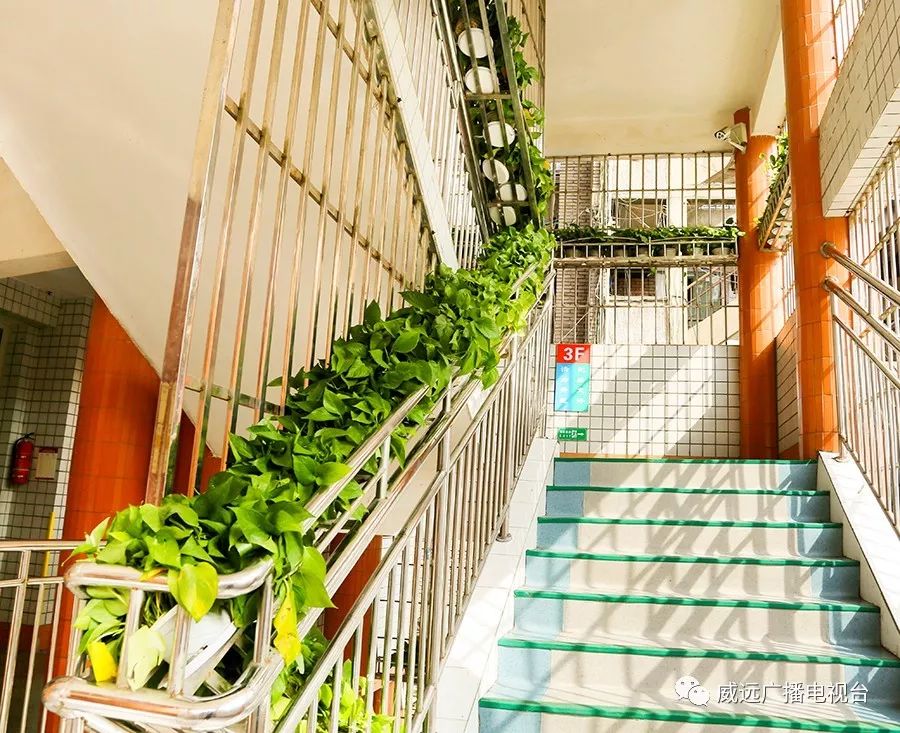 严陵镇中心校,严陵镇中心校及所属校园