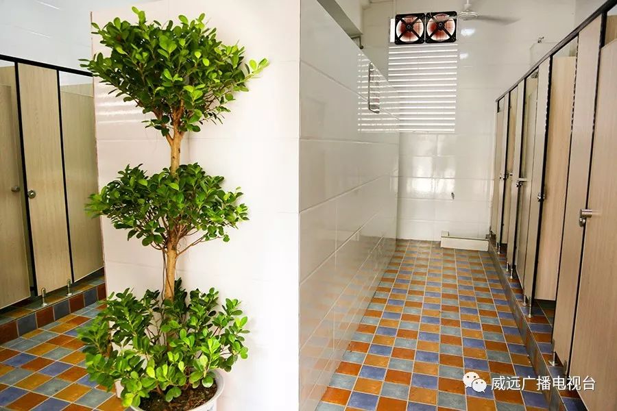 严陵镇中心校,严陵镇中心校及所属校园