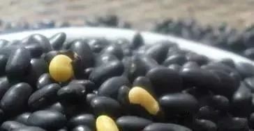 1只母鸡对战1只母鸡,1只老母鸡有多重