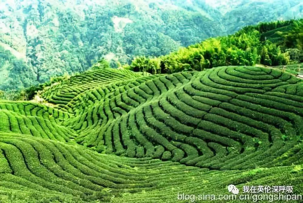 「艺陶茶馨」（绿茶篇）绿茶是又一个网络词汇受害者不过「绿茶婊」中用绿茶形容清纯雅致倒是不错