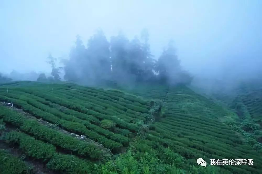 「艺陶茶馨」（绿茶篇）绿茶是又一个网络词汇受害者不过「绿茶婊」中用绿茶形容清纯雅致倒是不错