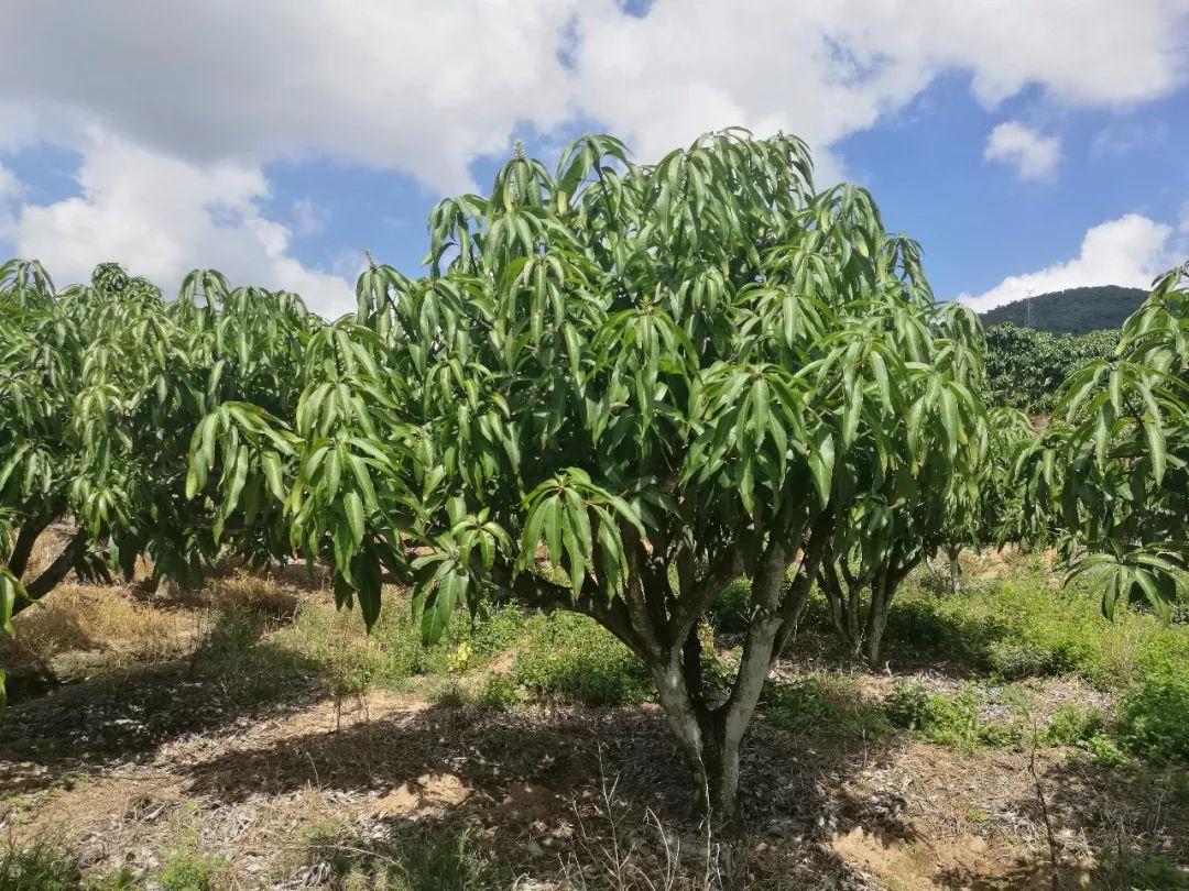 芒果催花卡壳解决方法,什么原因芒果催花失败