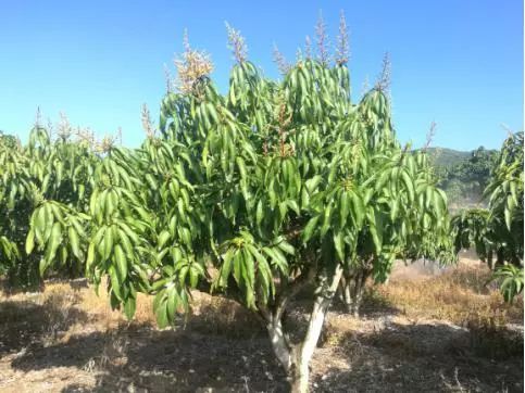芒果催花卡壳解决方法,什么原因芒果催花失败