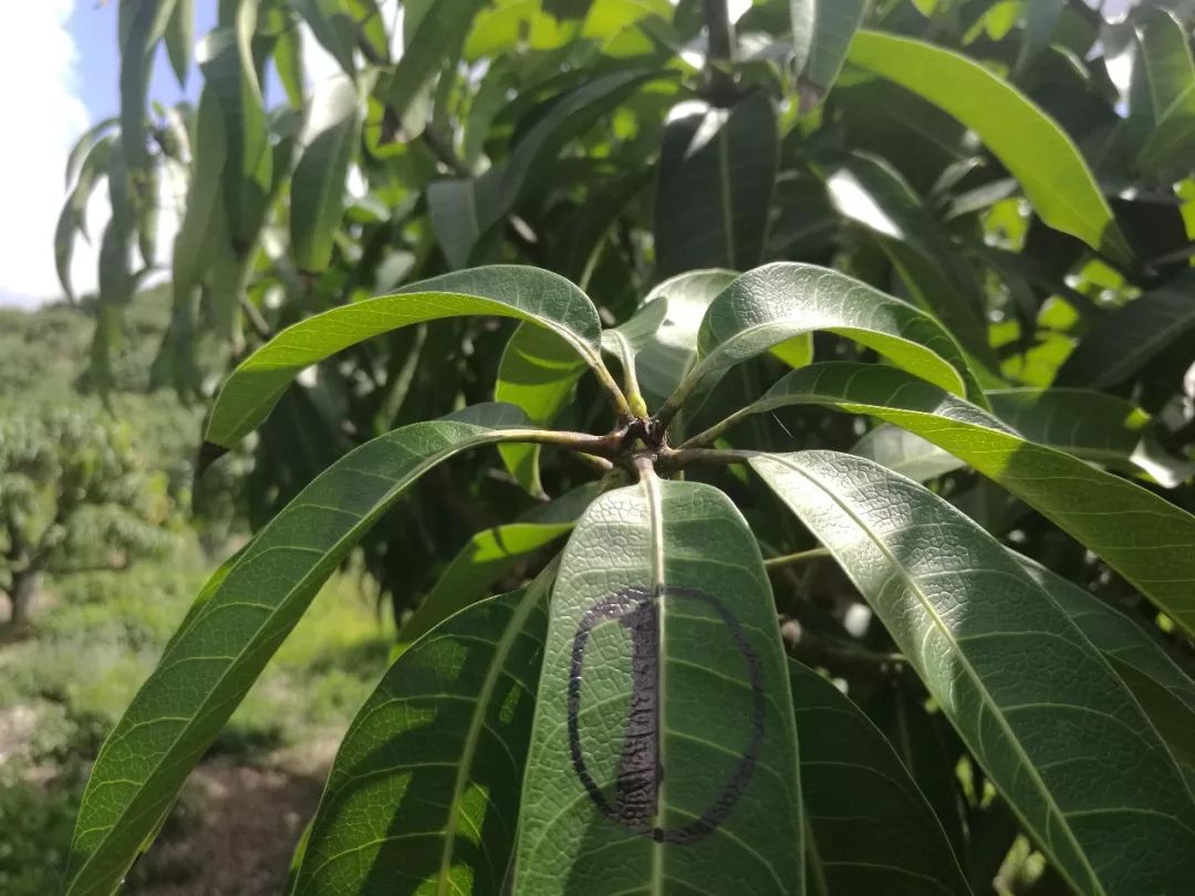 芒果催花卡壳解决方法,什么原因芒果催花失败