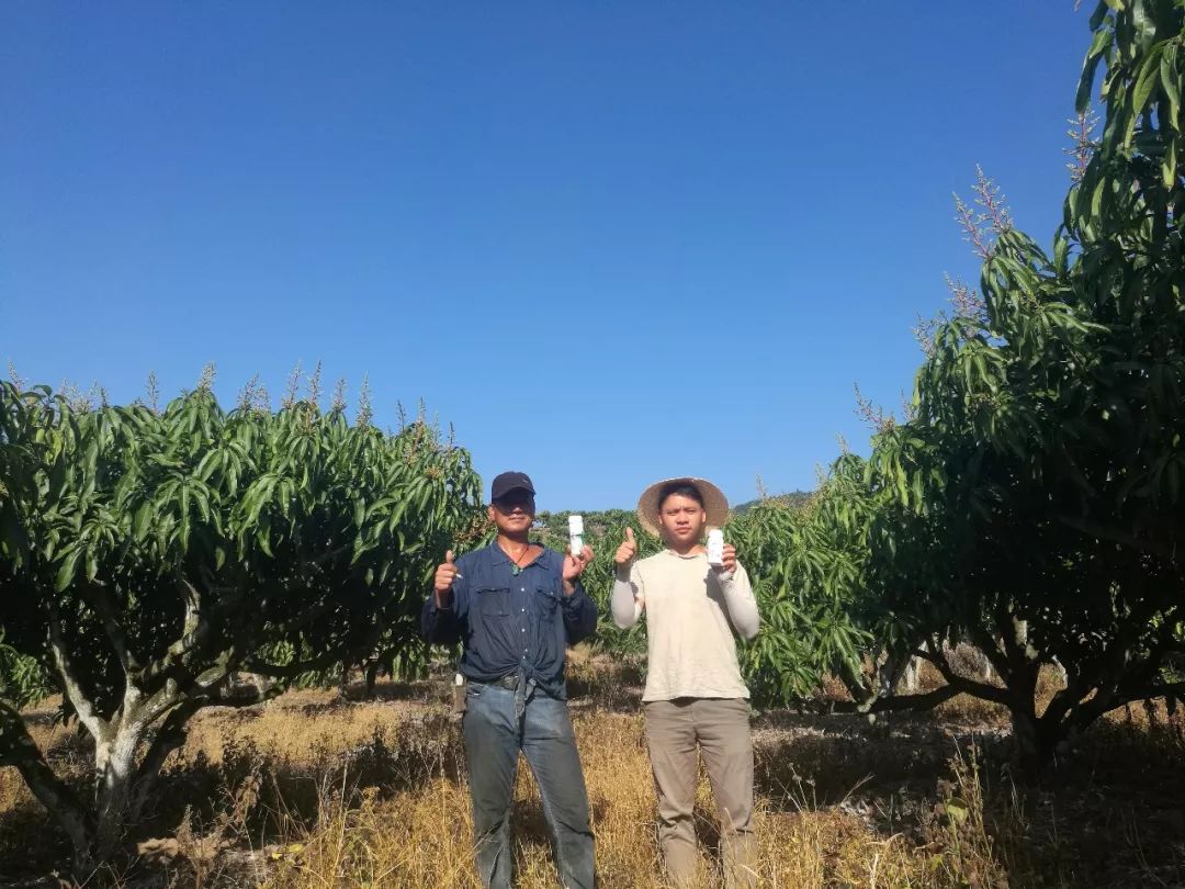 芒果催花卡壳解决方法,什么原因芒果催花失败