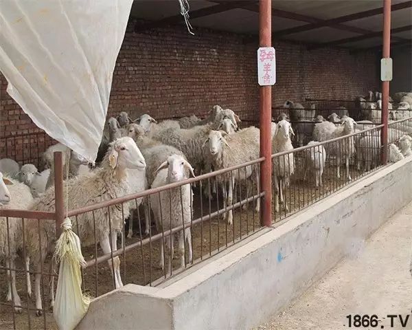 圈养羊怎么养才长得快,羊养殖技术圈养