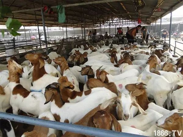 圈养羊怎么养才长得快,羊养殖技术圈养