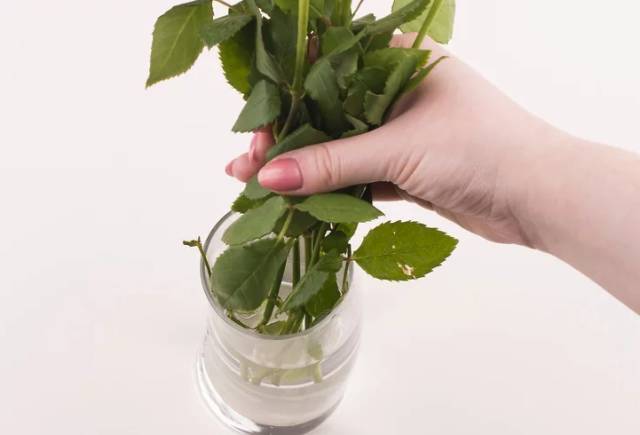 过期的药片丢花盆里花长疯了,这几种过期药片别扔掉放到花盆里