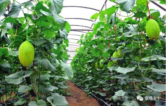 土地流转农民的机遇,农村土地流转困境