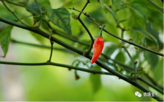 土地流转农民的机遇,农村土地流转困境