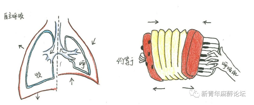 呼吸科普类视频制作,科普人体呼吸机制