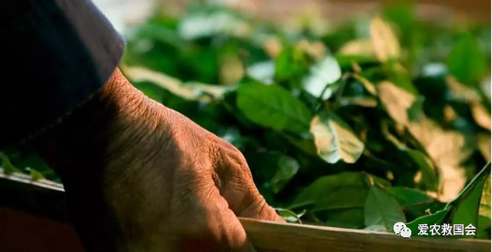 花*功香**夫红茶研究(二)