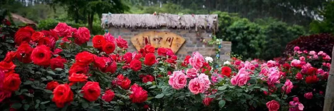 南宁哪里有摘火龙果的地方,南宁周边哪里有火龙果摘